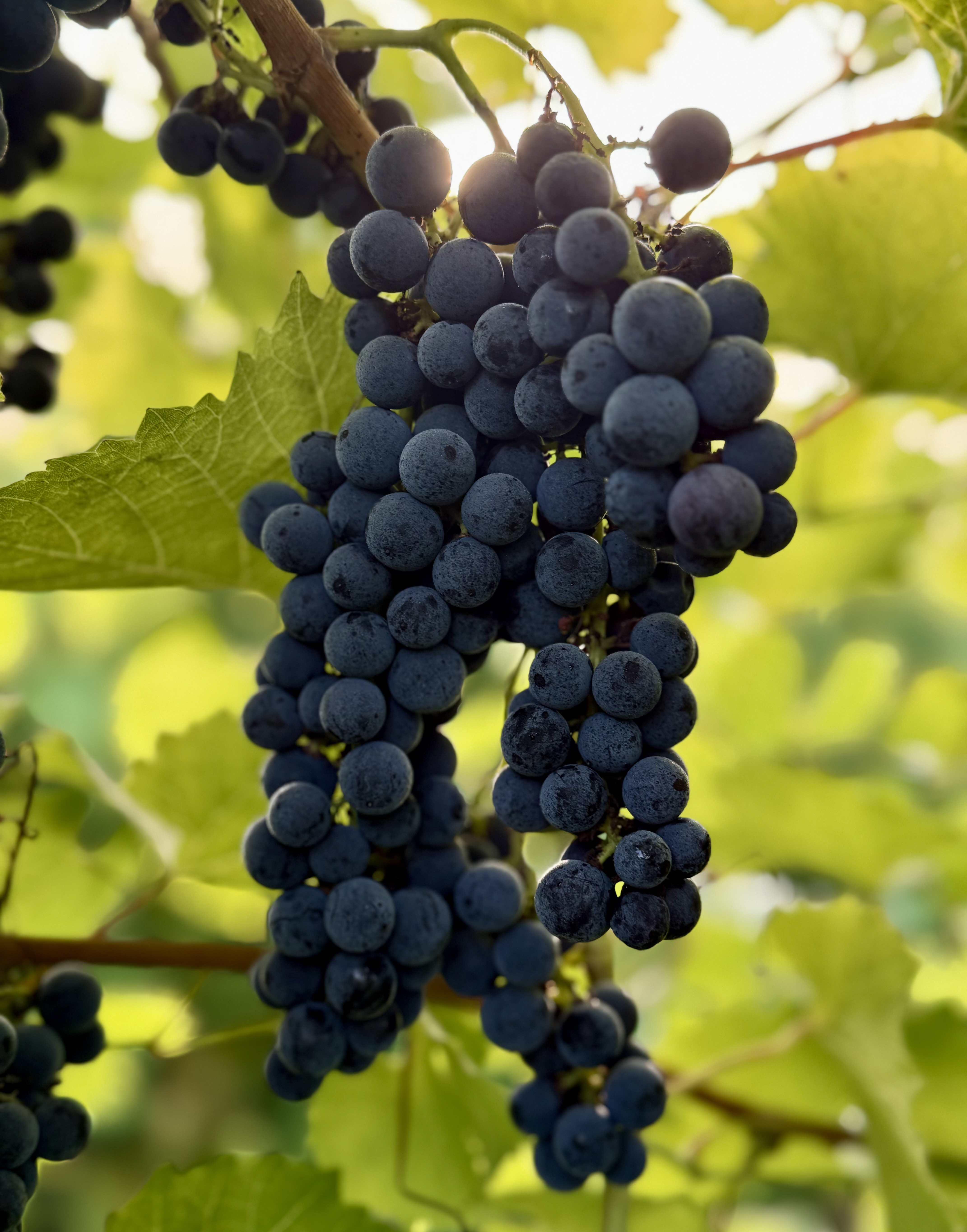 Marquette grapes hanging from a vine.